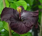 Black hibiscus