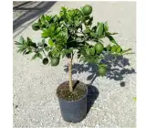 Bari 1 sweet malta Orange plant