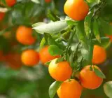 Mandarin orange fruit plant