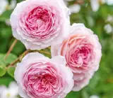 Climbing Rose Flower Plants