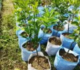 Near sweet orange – Grafting fruit plant