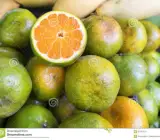 Near sweet orange – Grafting fruit plant