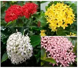 Multi Colour Grafted Ixora flowers plants