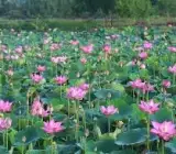 Lotus plant