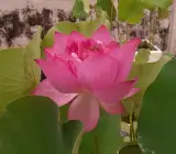 Lotus plant