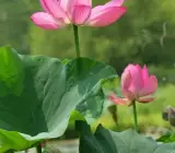 Lotus plant