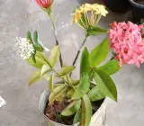 Multi Colour Grafted Ixora flowers plants
