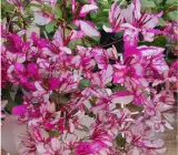 Biddadhary bougainvillea Flower plant
