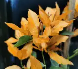 Yellow Butterfly Bougainvella