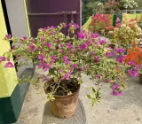Chinese Blue Berry Bougainvillea