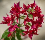 Rubi Red Bougainvillea