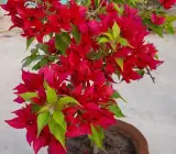Rubi Red Bougainvillea