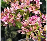 Biddadhary bougainvillea Flower plant
