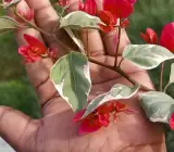 Partha Sarothi Veriket Bougainvellia