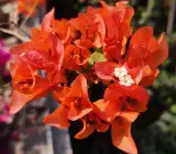 Thai Sunset Orange Bougainvillea Flower Plant