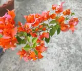 Chili orange bougainvellia plant