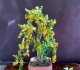 Yellow-Bluebell-Bonsai plant