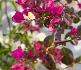 Black Maria Bougainvillea