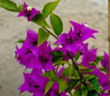 purple dark purple bougainvillea