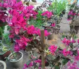 Black Maria Bougainvillea