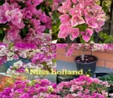 Spottted Miss Holand Bougainvillea