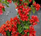 Honey Red Bougainvellia