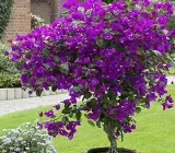 purple dark purple bougainvillea