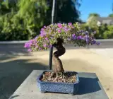 Blue-Bell-Bonsai-Plant