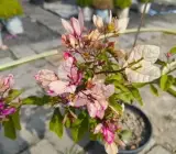 Biddadhary bougainvillea Flower plant