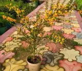 Yellow-Bluebell-Bonsai plant