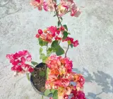 Chitra Bhatik bougainvillea