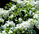 Snow White bougainvellia