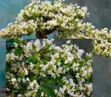 White-Blubell-Bonsai Plant