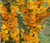 Yellow-Bluebell-Bonsai plant