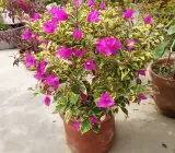Chinese Blue Berry Bougainvillea