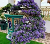 Blue-Bell-Bonsai-Plant