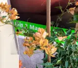 Yellow Butterfly Bougainvella