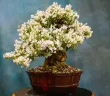 White-Blubell-Bonsai Plant