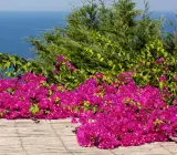 Chinese Pink Berry Bougainvillea