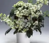 Snow White bougainvellia