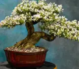 White-Blubell-Bonsai Plant