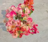 Chitra Bhatik bougainvillea