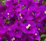 purple dark purple bougainvillea