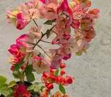 Chitra Bhatik bougainvillea