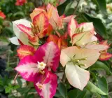 Sufia Indian Bougainvillea Flower