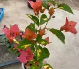 Red Thimma Bougainvillea