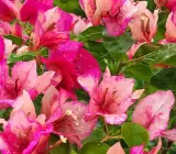 Red September Bougainvillea