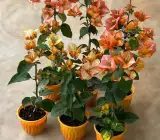 Golden Marble Bougainvillea