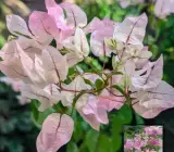 Begum Sikander Bougainvillea