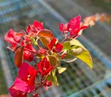 Red Wonder Bougainvillea